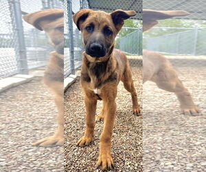 Mutt Dogs for adoption in Stevens Point, WI, USA