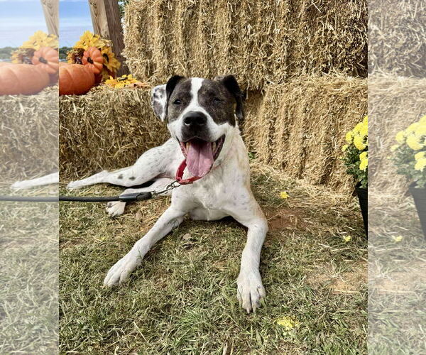 Medium Photo #1 American Pit Bull Terrier-Labrador Retriever Mix Puppy For Sale in Rustburg, VA, USA