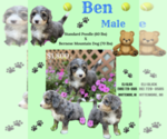 Small Photo #2 Bernedoodle Puppy For Sale in WEST BRANCH, MI, USA