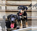 Small #4 Catahoula Leopard Dog-Rottweiler Mix