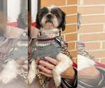 Small Photo #2 Shih Tzu Puppy For Sale in Mount Laurel, NJ, USA