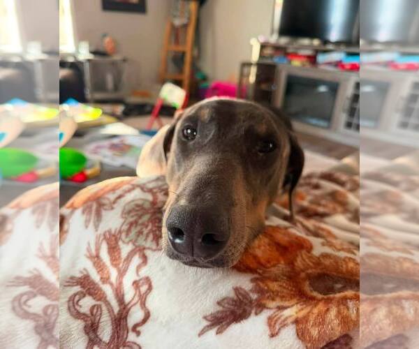 Medium Photo #3 Doberman Pinscher Puppy For Sale in Buffalo, MN, USA