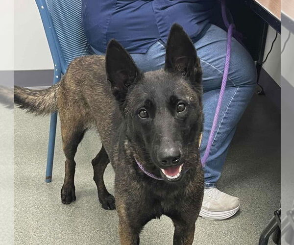 Medium Photo #1 Mutt Puppy For Sale in Imlay City, MI, USA