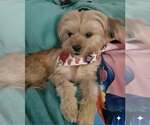 Small #1 Shih Tzu Mix