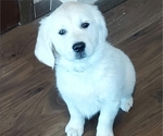 Small #2 English Cream Golden Retriever