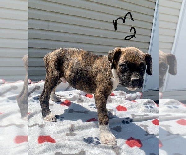Medium Photo #3 Boxer Puppy For Sale in CROWN CITY, OH, USA