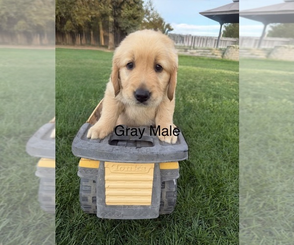 Medium Photo #7 Golden Retriever Puppy For Sale in DENAIR, CA, USA