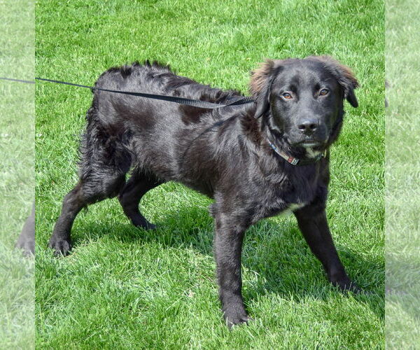 Medium Photo #3 Mutt Puppy For Sale in Huntley, IL, USA