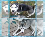 Small #4 Siberian Husky