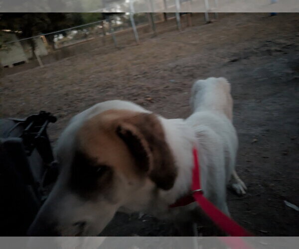Medium Photo #5 Great Pyrenees Puppy For Sale in Orange Grove, TX, USA