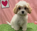 Small #4 Cavachon