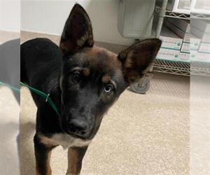 German Shepherd Dog Dogs for adoption in Bakersfield, CA, USA