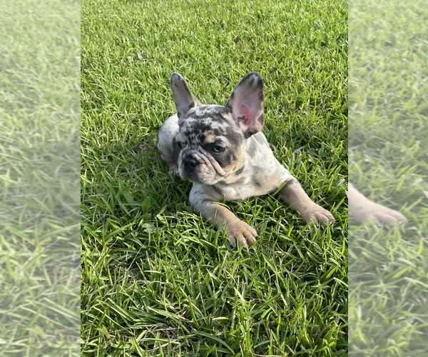 Medium Photo #3 French Bulldog Puppy For Sale in FAIRBURN, GA, USA