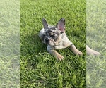 Small Photo #3 French Bulldog Puppy For Sale in FAIRBURN, GA, USA