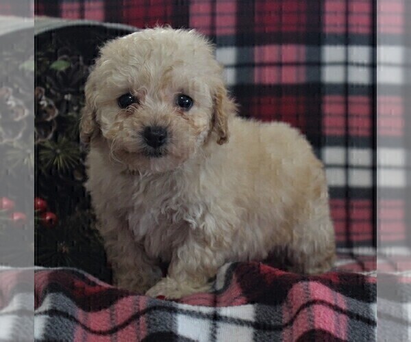 Medium Photo #1 Bichpoo Puppy For Sale in BIRD IN HAND, PA, USA