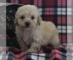 Small Photo #1 Bichpoo Puppy For Sale in BIRD IN HAND, PA, USA