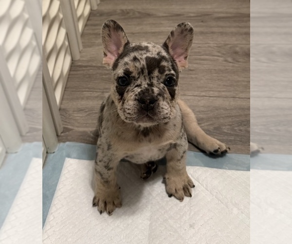 Medium Photo #3 French Bulldog Puppy For Sale in BURLINGAME, CA, USA