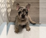 Small #2 French Bulldog