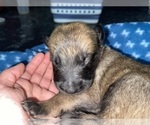Small Photo #283 Belgian Malinois Puppy For Sale in REESEVILLE, WI, USA