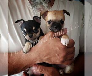 Chihuahua Puppy for sale in HUGGINS, MO, USA
