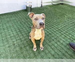 Mutt Dogs for adoption in Pasadena, CA, USA