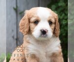 Small Bernese Mountain Dog-Cavalier King Charles Spaniel Mix