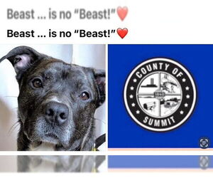 American Pit Bull Terrier Dogs for adoption in Akron, OH, USA