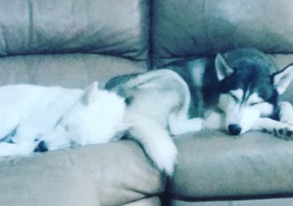 Father of the Siberian Husky puppies born on 10/27/2018