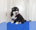 Small Photo #5 Pomsky Puppy For Sale in BELLEVUE, IA, USA