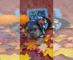 Small Photo #51 Yorkshire Terrier Puppy For Sale in AKRON, OH, USA