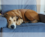 Small #5 Collie-German Shepherd Dog Mix