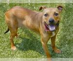 Small #1 Rhodesian Ridgeback Mix