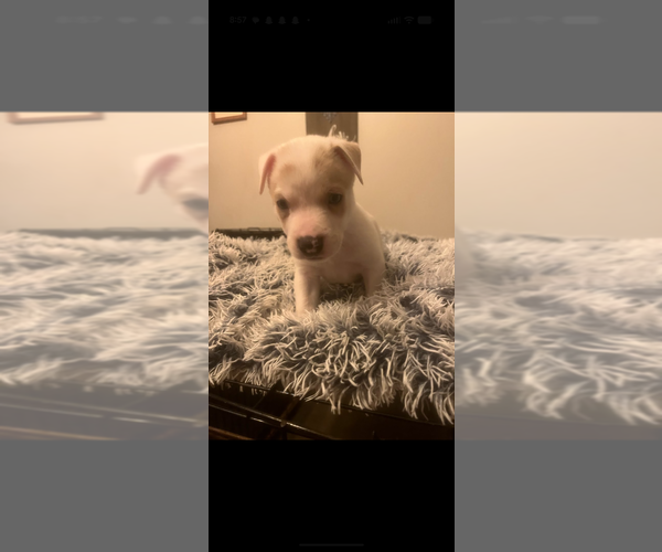 Medium Photo #1 Mutt Puppy For Sale in garner, NC, USA