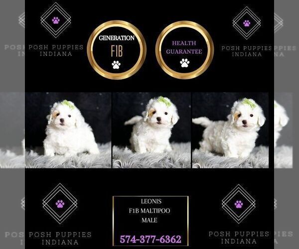 Medium Photo #88 Maltipoo Puppy For Sale in WARSAW, IN, USA
