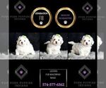 Small Photo #88 Maltipoo Puppy For Sale in WARSAW, IN, USA