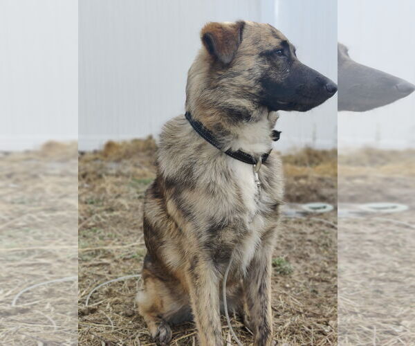 Medium Photo #16 Mutt Puppy For Sale in Sandy, UT, USA