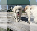 Small #10 Maremma Sheepdog
