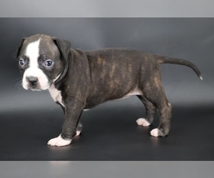 American Bully Puppy for sale in CHAMPAIGN, IL, USA