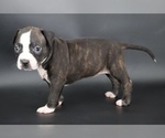 Image preview for Ad Listing. Nickname: Nyla