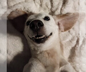 Beagle-Unknown Mix Dogs for adoption in Germantown, OH, USA