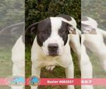 BUSTER - Male Labrador Retriever-Unknown Mix Dog for Adoption - Small photo