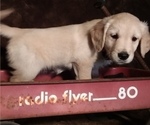 Small Photo #5 Golden Retriever Puppy For Sale in CITRUS HEIGHTS, CA, USA