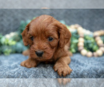 Small #2 Cavapoo