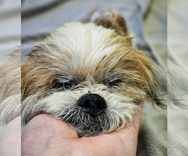 Medium Photo #2 Shih Tzu Puppy For Sale in Middlesex, NC, USA