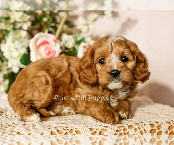Medium Photo #3 Cavapoo Puppy For Sale in DENVER, PA, USA
