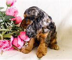 Small Photo #18 Cocker Spaniel Puppy For Sale in WAKARUSA, IN, USA