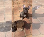 Small Photo #3 French Bulldog Puppy For Sale in CLEVELAND, NC, USA