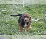 Small Photo #9 Basset Hound Puppy For Sale in MEMPHIS, MO, USA