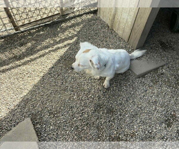 Medium Photo #5 Australian Shepherd-Pekingese Mix Puppy For Sale in Mukwonago, WI, USA