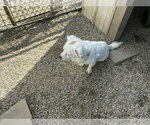 Small #4 Australian Shepherd-Pekingese Mix
